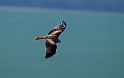 Red kite - C
